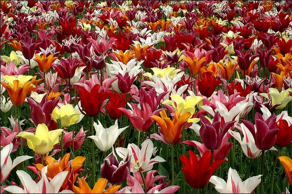 tulp