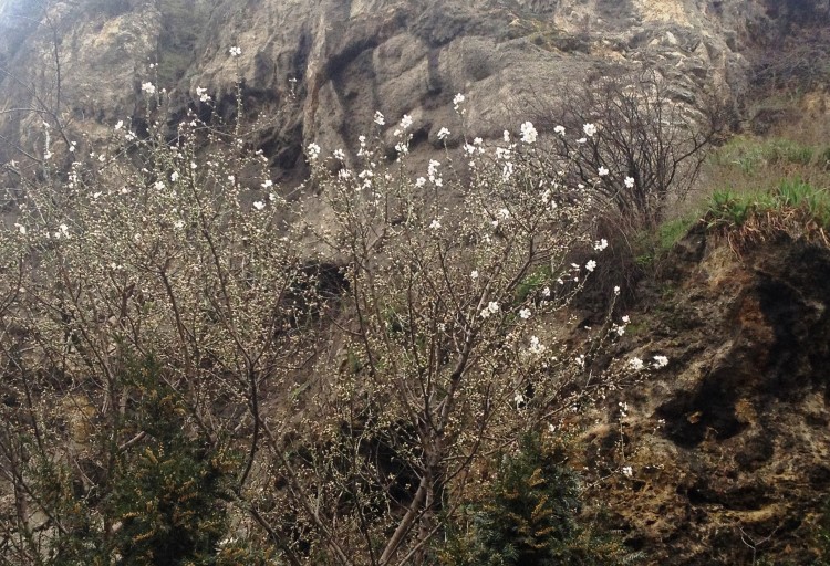 Цвіт яблуні (?) біля підніжжя наскельного монастиря